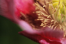 Poppy, Opium poppy, Papaver somniferum.