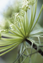 Carrot, Wild carrot, Daucus carota.