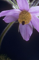 Pasque flower, Pulsatilla vulgaris.