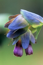 Cerinthe, Cerinthe 'Blue Kiwi'.