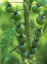 Tomato, Lycopersicon esculentum.