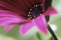 Osteospermum, Osteospermum 'Bodegas Pink'.