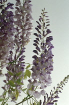 Wisteria.