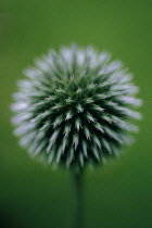 Globe Thistle, Echinops ritro.