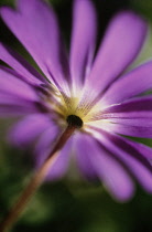Anemone, Anemone blanda.