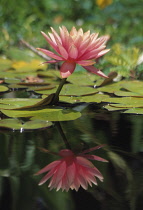 Waterlily, Nymphaea.