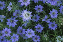 Love-in-a-mist, Nigella damascena.