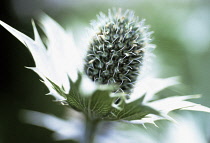 Sea Holly, Miss Wilmott's ghost, Eryngium giganteum 'Miss Wilmott's ghost'.