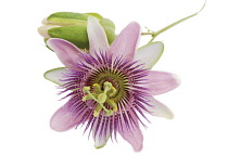 Passion flower, Passiflora.