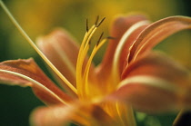 Daylily, Hemerocallis.