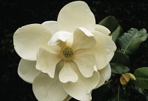 Magnolia, Magnolia grandiflora.