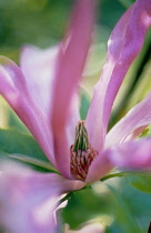 Magnolia, Magnolia stellata 'Rubra'.