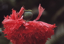 Poppy, Papaver.