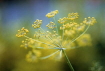 Fennel, Foeniculum vulgare.