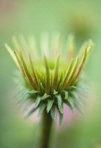 Echinacea, Purple coneflower, Echinacea.