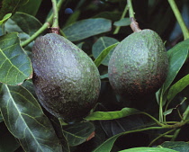 Avocado, Persea americana.