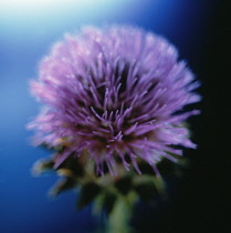 Cardoon, Cynara cardunculus.