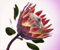 Protea, Protea cynaroides.