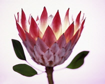 Protea, Protea cynaroides.