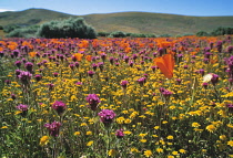 Poppy, Californian poppy, Eschscholzia californica.