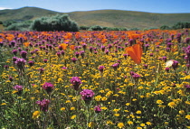 Poppy, Californian poppy, Eschscholzia californica.