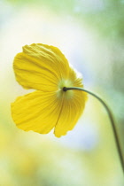 Poppy, Welsh poppy, Meconopsis cambrica.