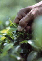 Tea Plant, Camellia sinensis.