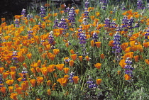 Poppy, Californian poppy, Eschscholzia californica.