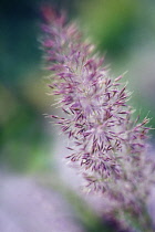 Korean feather reed grass, Calamagrostis brachytrica, Stipabrachytrica.