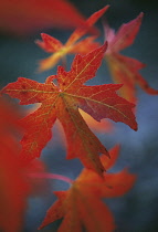 Sweetgum, Liquidambar styraciflua.
