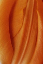 Tulip, Tulipa.