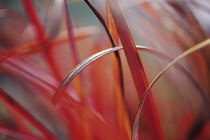 Miscanthus, Chinese SIlver Grass, Miscanthus.