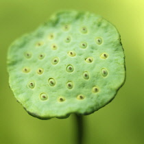 Lotus, Sacred lotus, Nelumbo nucifera.