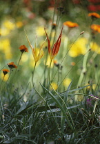 Tulip, Fireflame tulip, Tulipa acuminita.