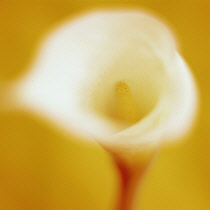 Lily, Arum lily, Calla lily, Arum.