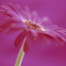 Gerbera.