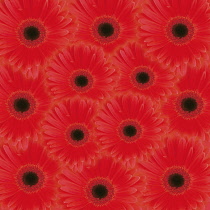 Gerbera.