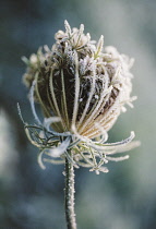 Carrot, Wild carrot, Daucus carota.