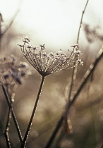 Fennel, Foeniculum vulgare.