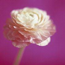 Ranunculus, Ranunculus Inra Lichtroze.