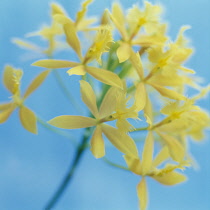 Orchid, Epidendrum radicans.