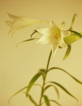 Lily, Easter lily, Longiflorum 'White Europe'.