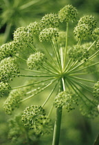 Angelica, Angelica archangelica.