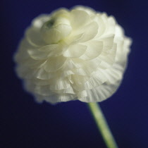 Ranunculus, Ranunculus Inra Wit.