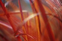 Miscanthus, Chinese SIlver Grass, Miscanthus.