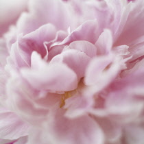 Peony, Paeonia lactiflora 'Sarah Bernhardt'.