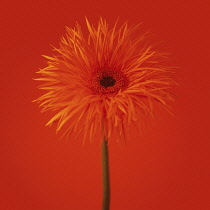 Gerbera, Spider Tomahawk Gerbera.