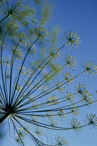 Dill, Anethum graveolens.