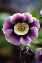 Auricula, Auricula 'Walton'.