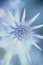 Sea Holly, Eryngium bourgatii.